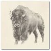 COURTSIDE MARKET Western Bison Study Gallery-Wrapped Canvas Wall Art - 20 X 20