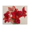 Trademark Global Joanne Porter 'Holiday Amaryllis' Canvas Art - 24 X 32