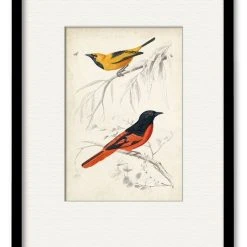 COURTSIDE MARKET D'Orbigny Birds VIII 16 X 20 Framed And Matted Art