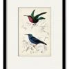 COURTSIDE MARKET D'Orbigny Birds I 16 X 20 Framed And Matted Art
