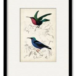 COURTSIDE MARKET D'Orbigny Birds I 16 X 20 Framed And Matted Art