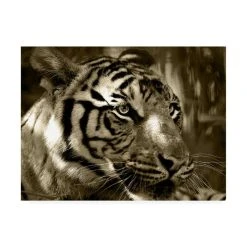 Trademark Global Dana Brett Munich Focus Photography Canvas Art - 36.5 X 48