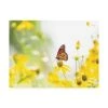 Trademark Global Kurt Shaffer Photographs Monarch On Yellow Canvas Art - 15.5 X 21