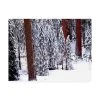 Trademark Global Monte Nagler Pines In Winter California Canvas Art - 20 X 25