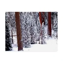 Trademark Global Monte Nagler Pines In Winter California Canvas Art - 20 X 25