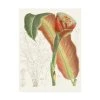 Trademark Global Curtis Tropical Variety VII Canvas Art - 15.5 X 21