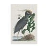 Trademark Global Mark Catesby Catesby Heron I Canvas Art - 15.5 X 21