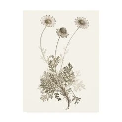 Trademark Global Vision Studio Neutral Botanical Study VIII Canvas Art - 27 X 33.5
