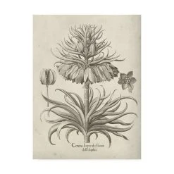 Trademark Global Vision Studio Fresco Crown Imperial III Canvas Art - 27 X 33.5