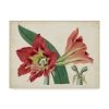 Trademark Global Curtis Amaryllis Splendor I Canvas Art - 37 X 49