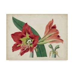 Trademark Global Curtis Amaryllis Splendor I Canvas Art - 37 X 49