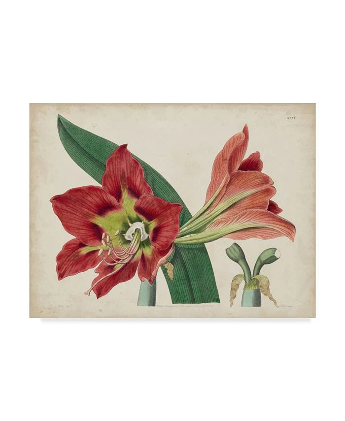 Trademark Global Curtis Amaryllis Splendor I Canvas Art - 37 X 49