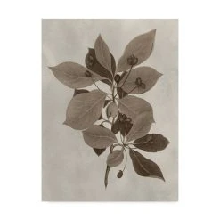 Trademark Global Vision Studio Arbor Specimen I Canvas Art - 20 X 25