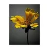 Trademark Global James Mcloughlin Studio Flowers X Canvas Art - 20 X 25