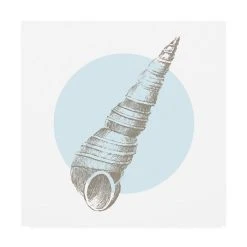 Trademark Global Wild Apple Portfolio Conchology Sketches I Canvas Art - 27 X 33