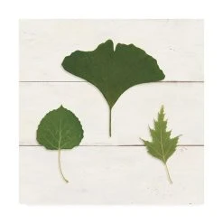 Trademark Global Wild Apple Portfolio Leaf Chart IV Shiplap Canvas Art - 15 X 20