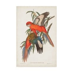 Trademark Global John Gould Tropical Parrots I Canvas Art - 15 X 20