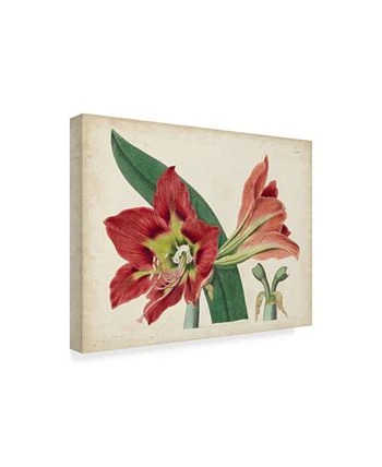 Trademark Global Curtis Amaryllis Splendor I Canvas Art - 37 X 49 - Image 2