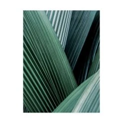 Trademark Global Incado Close Up I Tropic Canvas Art - 15.5 X 21