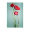 Trademark Global PhotoINC Studio Blue Poppy Red Canvas Art - 27 X 33.5