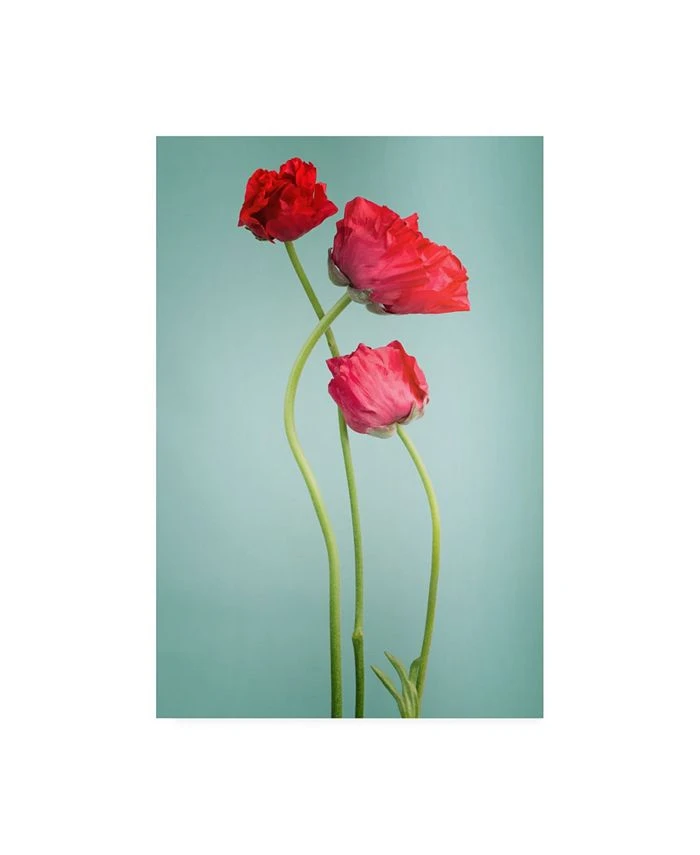Trademark Global PhotoINC Studio Blue Poppy Red Canvas Art - 27 X 33.5