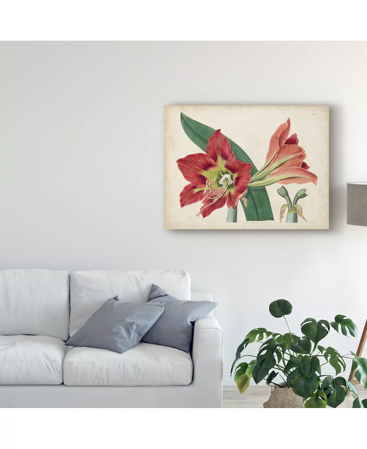 Trademark Global Curtis Amaryllis Splendor I Canvas Art - 37 X 49 - Image 3