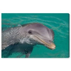 Oliver Gal Atlantic Bottlenose Dolphin By David Fleetham Canvas Art Collection
