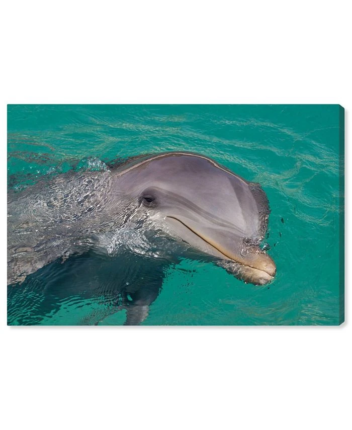 Oliver Gal Atlantic Bottlenose Dolphin By David Fleetham Canvas Art Collection